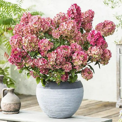 Hortenzija šluotelinė (Hydrangea paniculata) 'Petite Star'