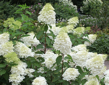 Hortenzija šluotelinė (Hydrangea paniculata) 'Phantom'