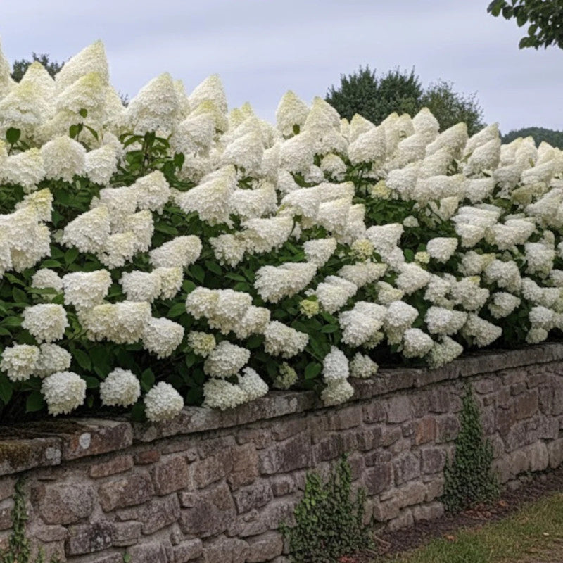 Hortenzija šluotelinė (Hydrangea paniculata) 'Phantom'