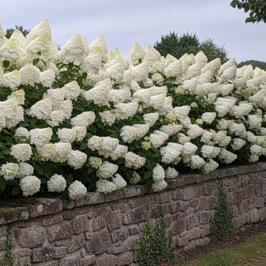 Hortenzija šluotelinė (Hydrangea paniculata) 'Phantom'