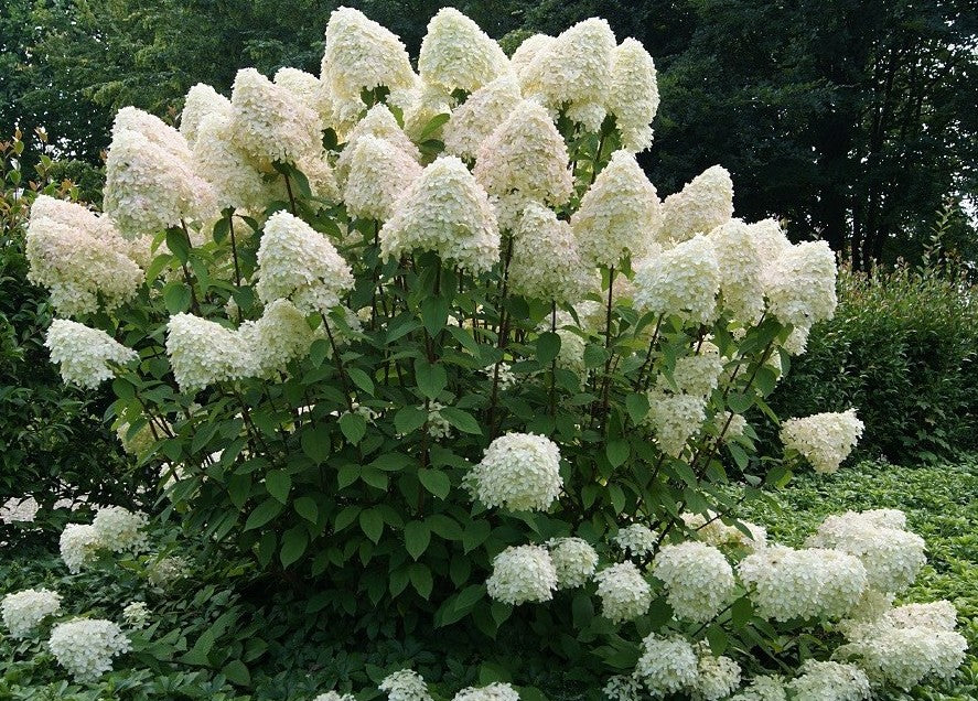 Stiebinė hortenzija šluotelinė (Hydrangea paniculata) 'Phantom' Pa