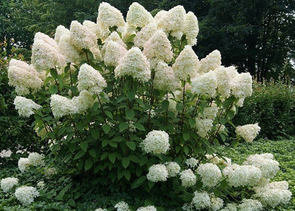 Stiebinė hortenzija šluotelinė (Hydrangea paniculata) 'Phantom' Pa
