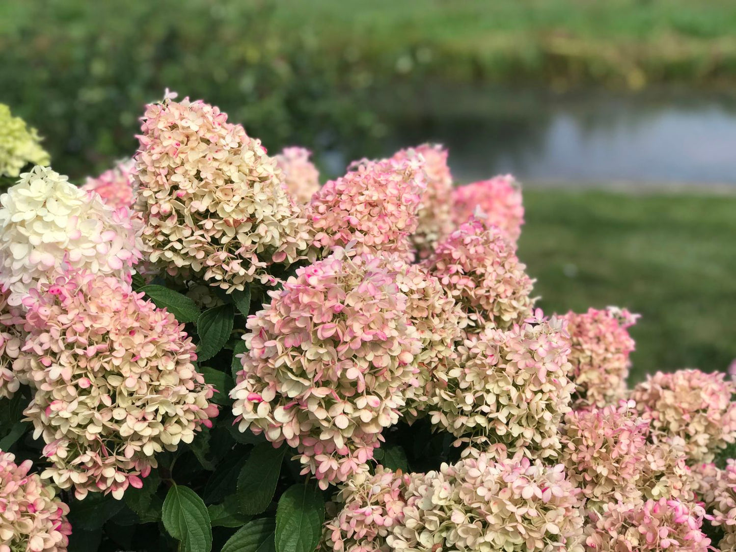 Hortenzija šluotelinė (Hydrangea paniculata) 'Pikachu'