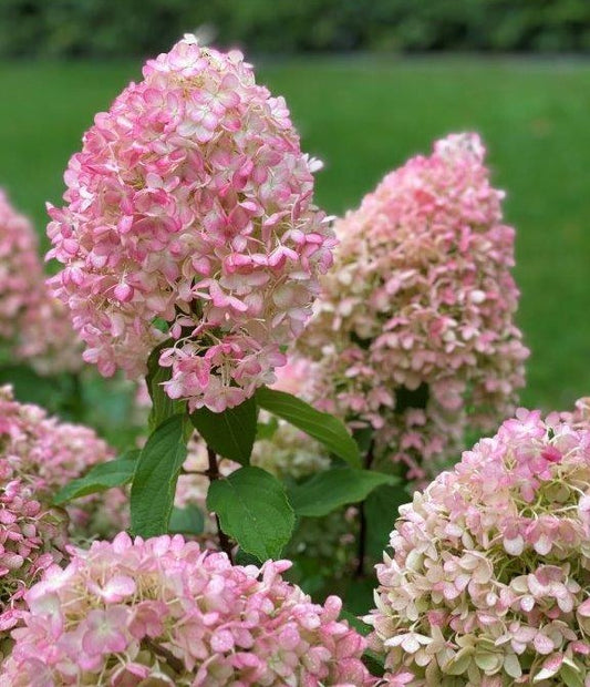 Stiebinė hortenzija šluotelinė (Hydrangea paniculata) 'Pinkachu' Pa