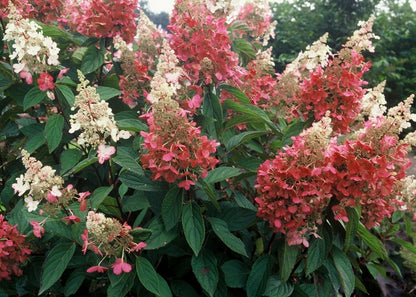 Stiebinė šluotelinė hortenzija (Hydrangea paniculata) 'Pinky Winky' Pa
