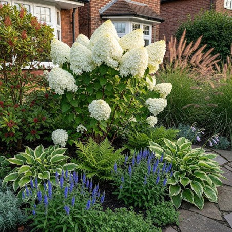 Stiebinė hortenzija šluotelinė (Hydrangea paniculata) 'Polar Bear' Pa