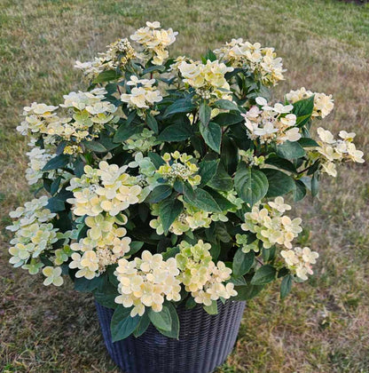 Hortenzija šluotelinė (Hydrangea paniculata) 'Polestar'