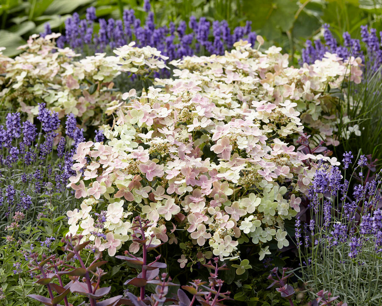 Hortenzija šluotelinė (Hydrangea paniculata) 'Polestar'