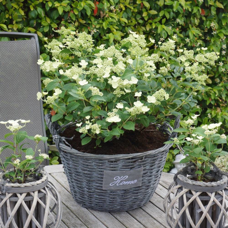 Hortenzija šluotelinė (Hydrangea paniculata) 'Prim White'