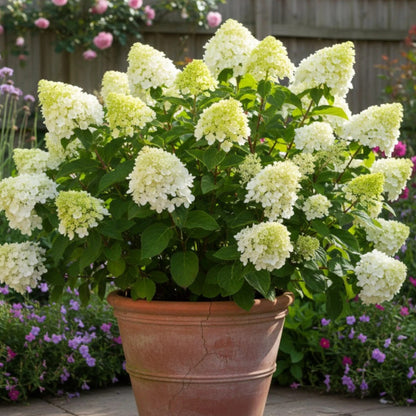Hortenzija šluotelinė (Hydrangea paniculata) 'Silver Dollar'