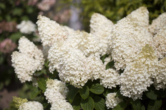 Stiebinė hortenzija šluotelinė (Hydrangea paniculata) 'Silver Dollar' Pa