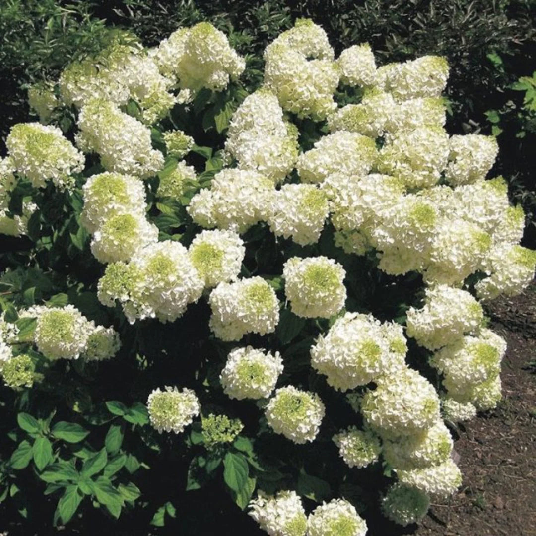 Hortenzija šluotelinė (Hydrangea paniculata) 'Silver Dollar'