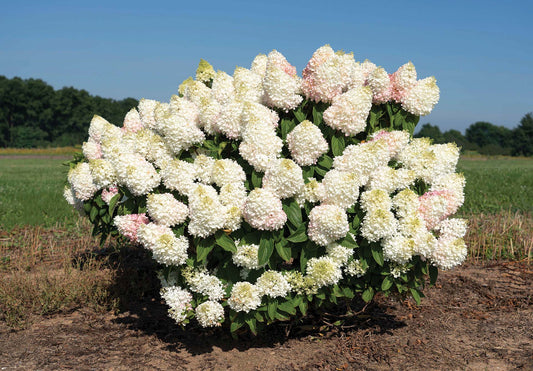 Hortenzija šluotelinė (Hydrangea paniculata) 'Star Rose'