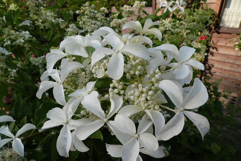 Hortenzija šluotelinė (Hydrangea paniculata) 'Star Rose'