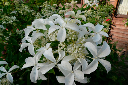 Hortenzija šluotelinė (Hydrangea paniculata) 'Star Rose'