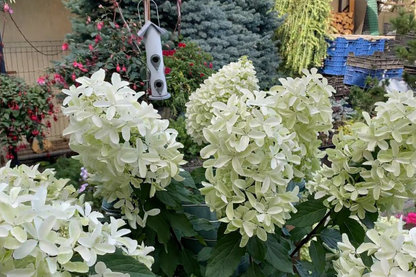 Hortenzija šluotelinė (Hydrangea paniculata) 'Star Rose'