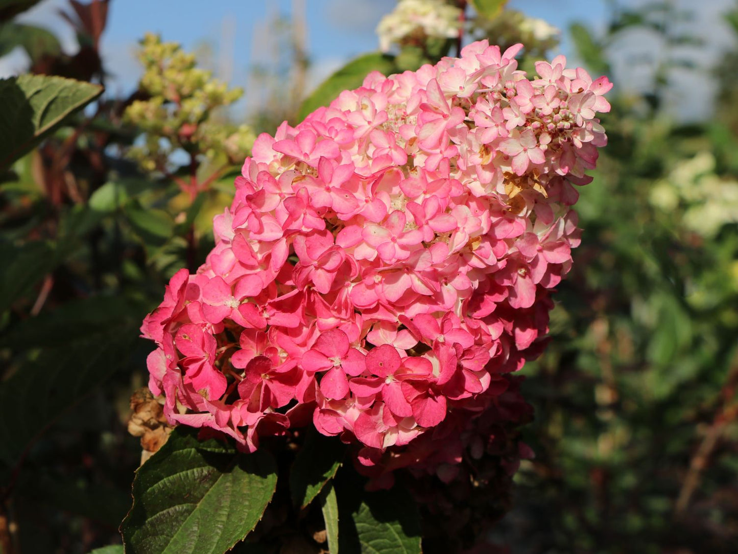 Stiebinė šluotelinė hortenzija (Hydrangea paniculata) 'Sundae Fraise' Pa