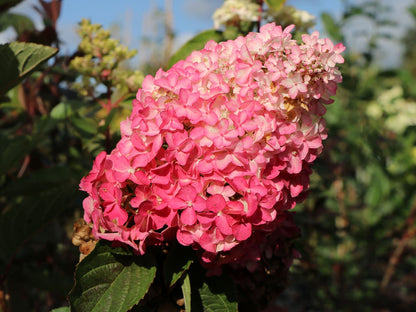 Stiebinė šluotelinė hortenzija (Hydrangea paniculata) 'Sundae Fraise' Pa