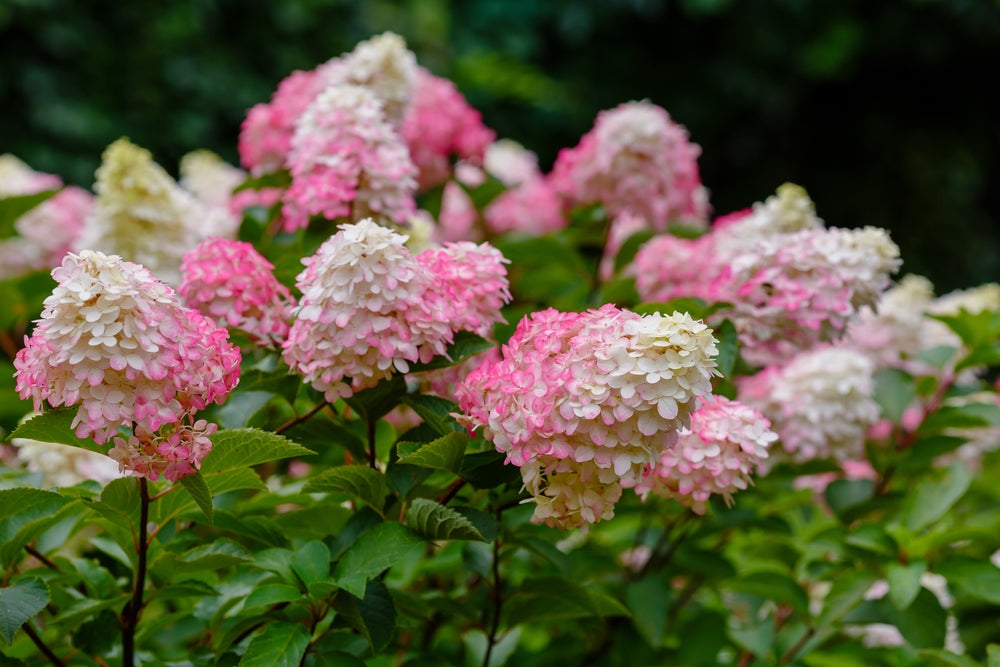 Hortenzija šluotelinė (Hydrangea paniculata) 'Sundae Fraise'