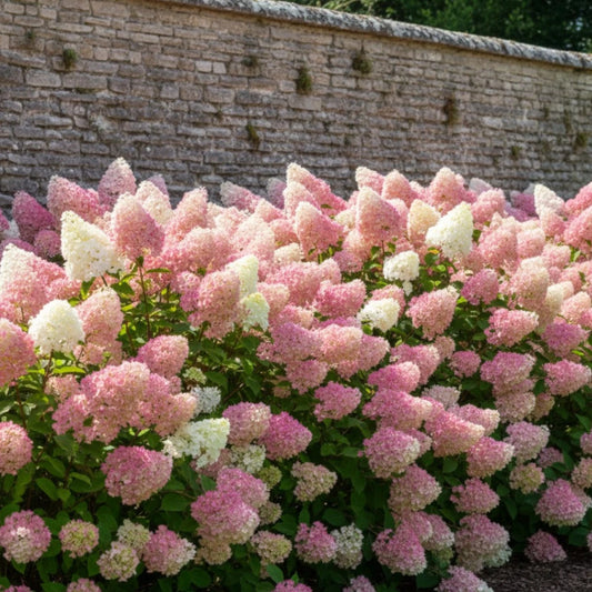 Hortenzija šluotelinė (Hydrangea paniculata) 'Sundae Fraise'