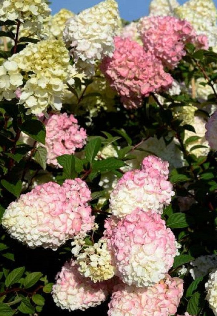 Stiebinė šluotelinė hortenzija (Hydrangea paniculata) 'Sundae Fraise' Pa