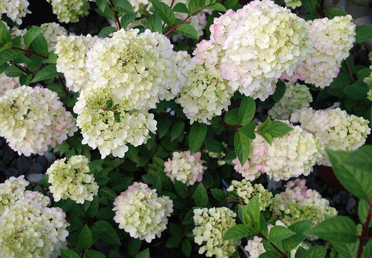 Stiebinė šluotelinė hortenzija (Hydrangea paniculata) 'Sundae Fraise' Pa