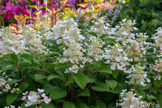 Hortenzija šluotelinė (Hydrangea paniculata) 'Tardiva'