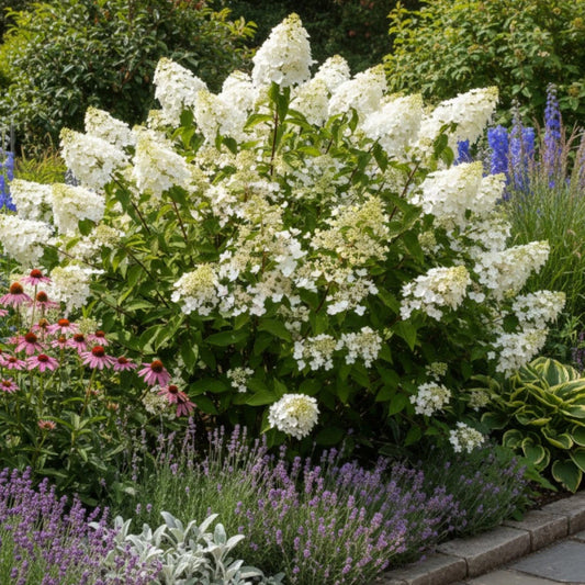 Hortenzija šluotelinė (Hydrangea paniculata) 'Unique'