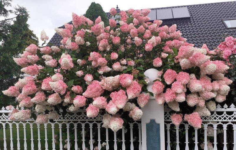 Hortenzija šluotelinė (Hydrangea paniculata) 'Vanille Fraise'