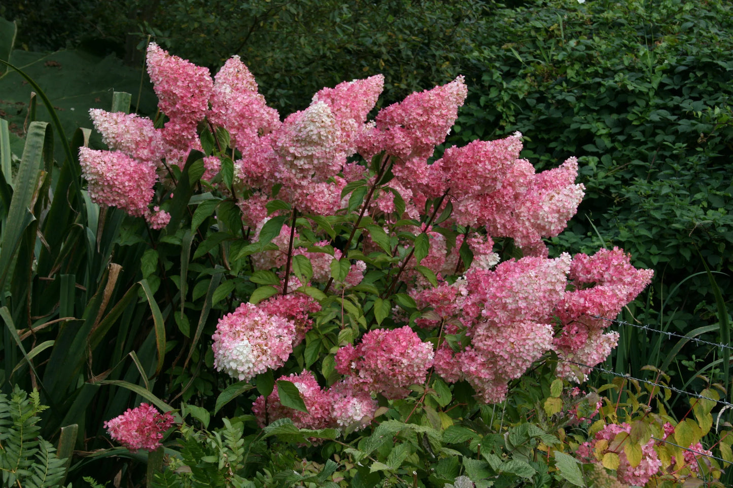 Hortenzija šluotelinė (Hydrangea paniculata) 'Vanille Fraise'