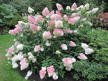Hortenzija šluotelinė (Hydrangea paniculata) 'Vanille Fraise'