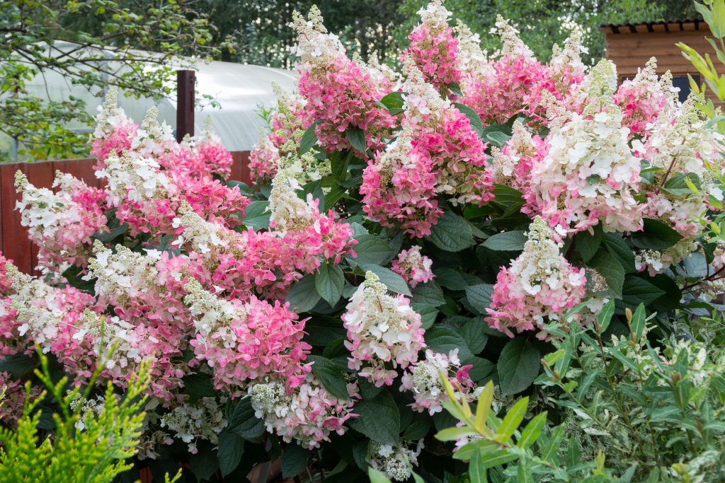 Stiebinė hortenzija šluotelinė (Hydrangea paniculata) 'Wims Red' Pa