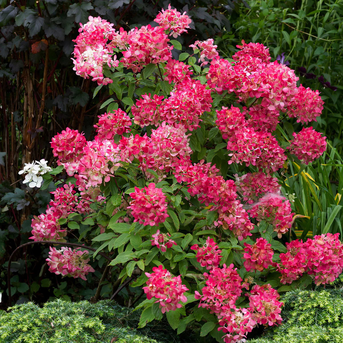 Hortenzija šluotelinė (Hydrangea paniculata) 'Wims Red'