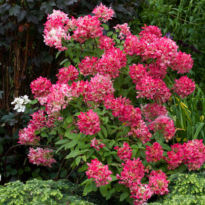 Hortenzija šluotelinė (Hydrangea paniculata) 'Wims Red'