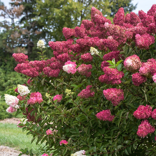Stiebinė hortenzija šluotelinė (Hydrangea paniculata) 'Wim's Red' Pa