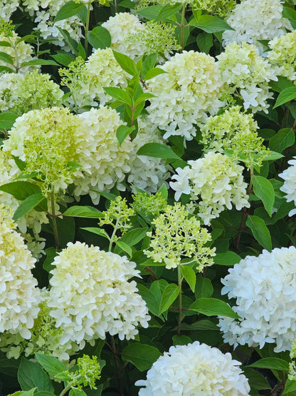 Hortenzija šluotelinė (Hydrangea paniculata) 'Skyfall'