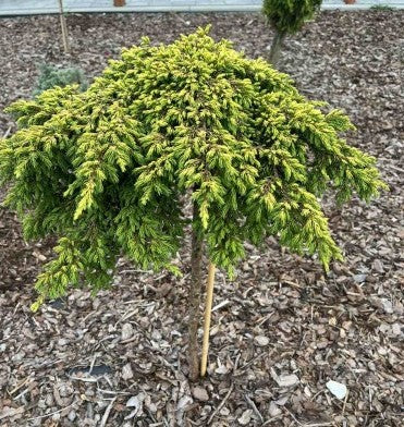Kadagys paprastasis (Juniperus communis) 'Goldschatz' Pa