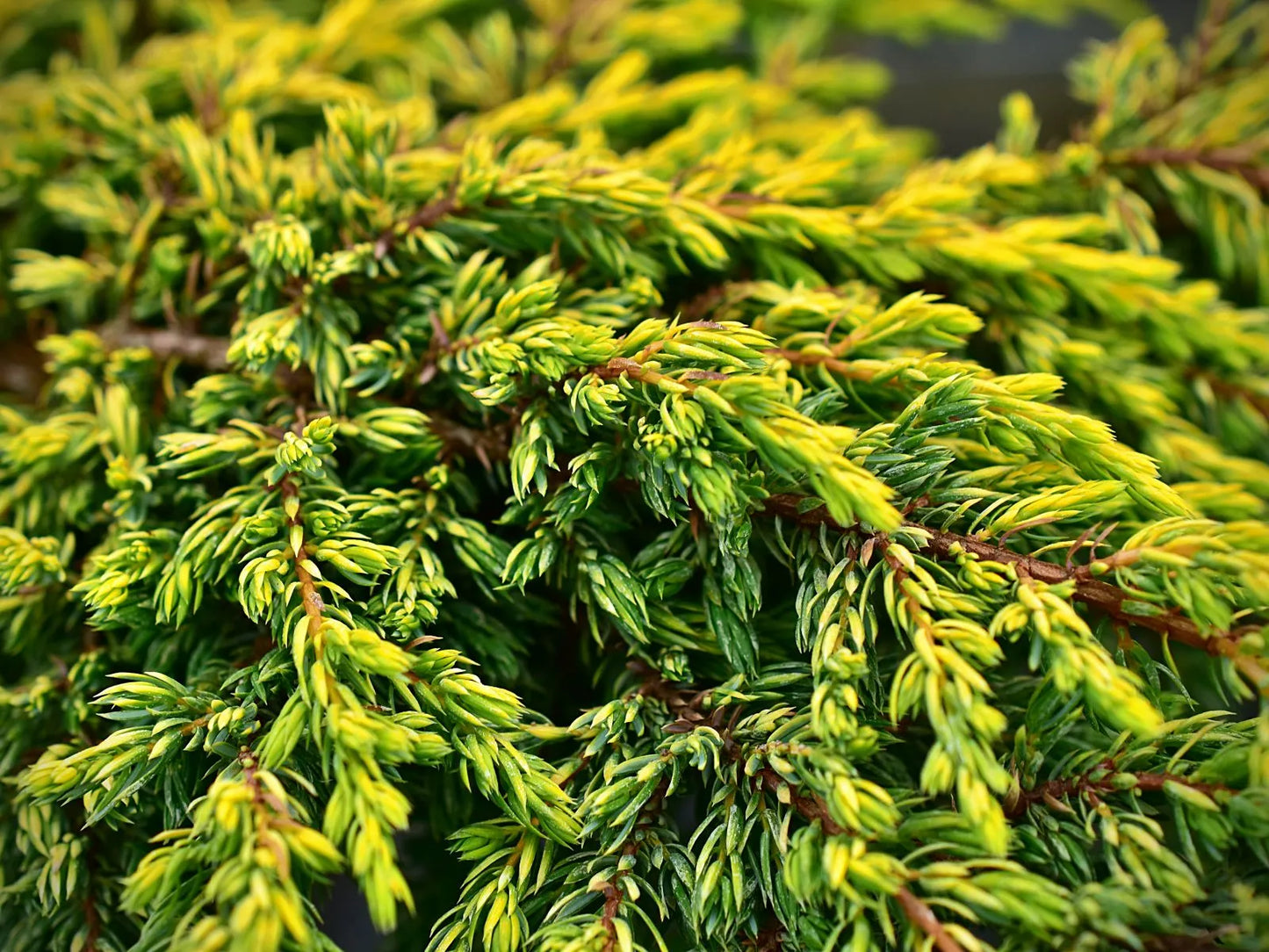 Kadagys paprastasis (Juniperus communis) 'Goldschatz' Pa