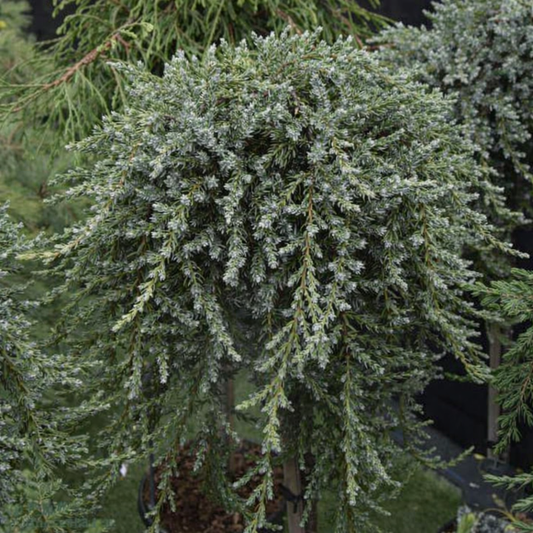 Kadagys paprastasis (Juniperus communis) 'Sibirica' Pa