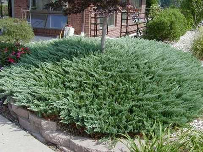 Kadagys horizontalusis (Juniperus horizontalis) 'Andorra Compact'