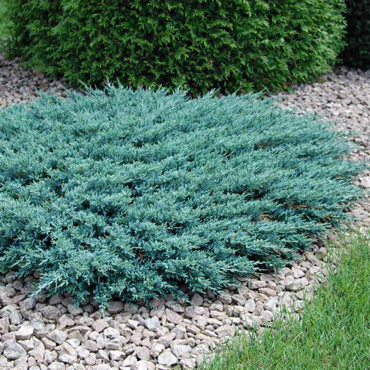 Kadagys horizontalusis (Juniperus horizontalis) 'Blue Chip'