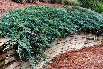 Kadagys horizontalusis (Juniperus horizontalis) 'Blue Chip'