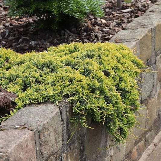 Kadagys horizontalusis (Juniperus horizontalis) 'Golden Carpet'