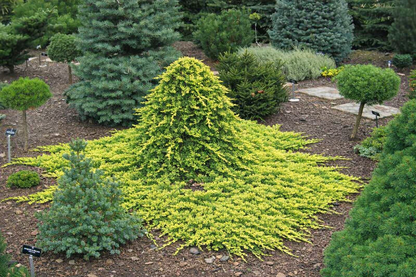 Kadagys horizontalusis (Juniperus horizontalis) 'Golden Carpet'