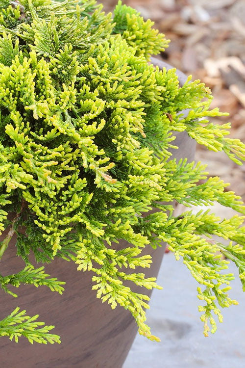 Kadagys horizontalusis (Juniperus horizontalis) 'Golden Carpet' Pa