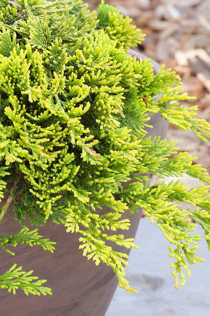Kadagys horizontalusis (Juniperus horizontalis) 'Golden Carpet' Pa