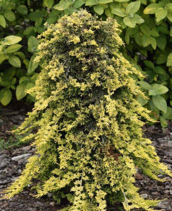 Kadagys horizontalusis (Juniperus horizontalis) 'Golden Carpet' Pa