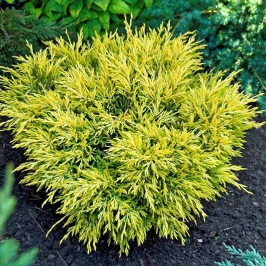 Kadagys horizontalusis (Juniperus horizontalis) 'Limeglow'