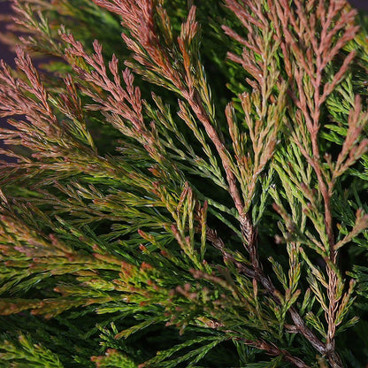 Kadagys horizontalusis (Juniperus horizontalis) 'Limeglow'