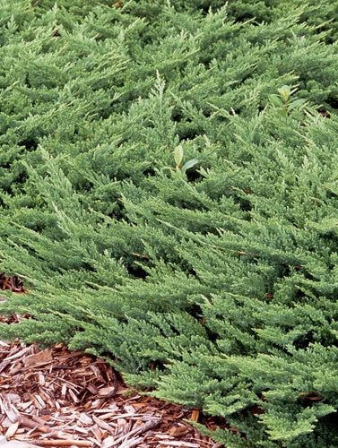Kadagys horizontalusis (Juniperus horizontalis) 'Prince of Wales'